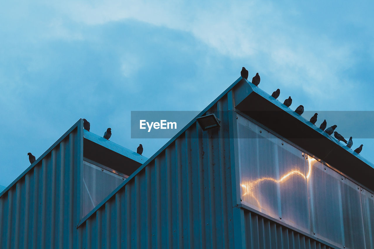 LOW ANGLE VIEW OF BIRDS ON BUILDING