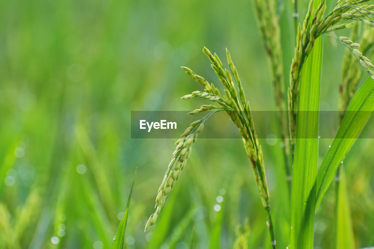 CLOSE-UP OF WHEAT GROWING ON FIELD
