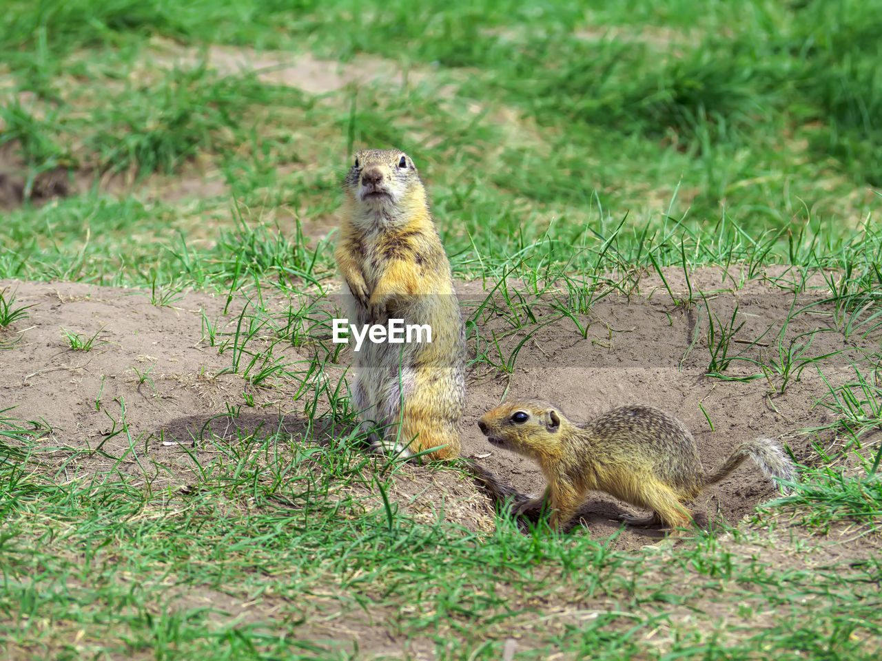 animal themes, animal, animal wildlife, wildlife, squirrel, mammal, grass, rodent, nature, no people, group of animals, plant, chipmunk, prairie dog, two animals, land, field, outdoors, day, green