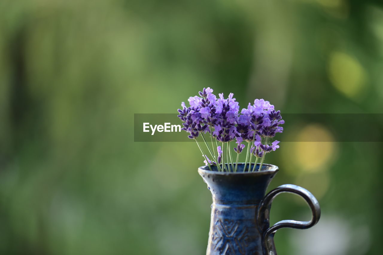 Close-up of purple flowering plant in vase 