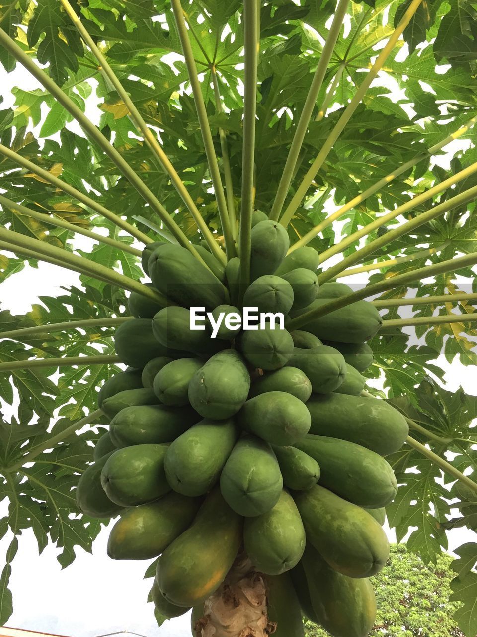 LOW ANGLE VIEW OF BANANA TREE