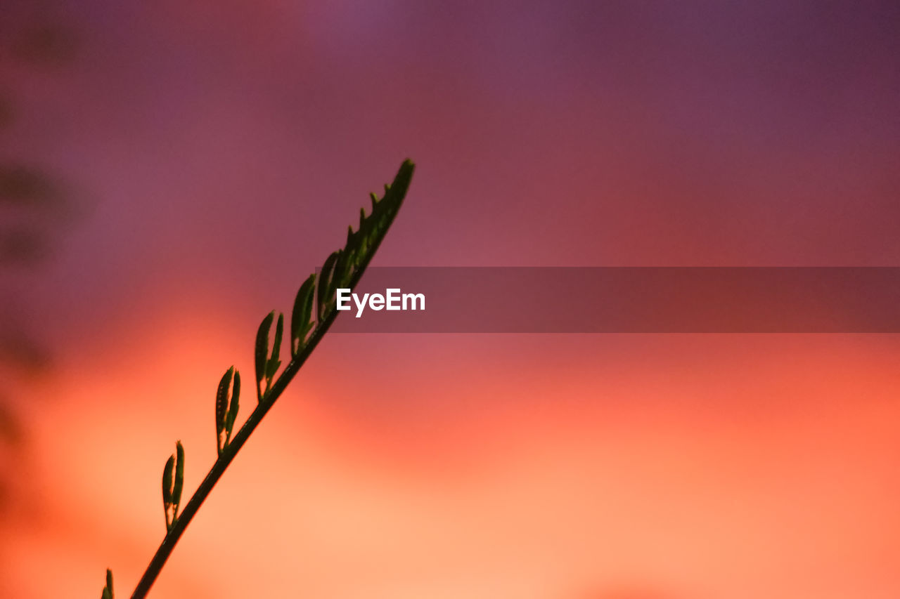 Leaf in sunset