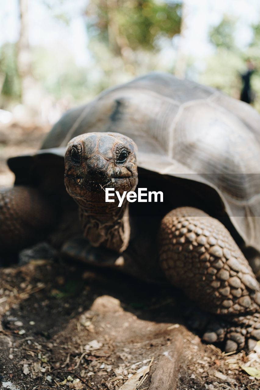 animal themes, animal, animal wildlife, turtle, tortoise, reptile, one animal, wildlife, shell, nature, animal shell, close-up, tortoise shell, portrait, no people, boredom, outdoors, focus on foreground, day, looking at camera