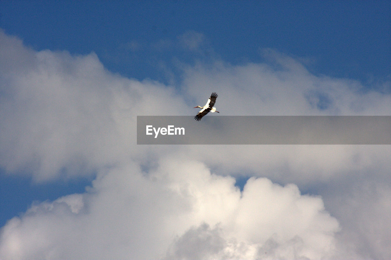 Low angle view of stork flying against sky