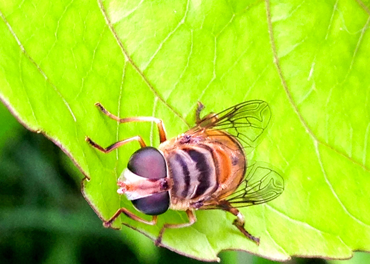 CLOSE-UP OF INSECT ON LEAF