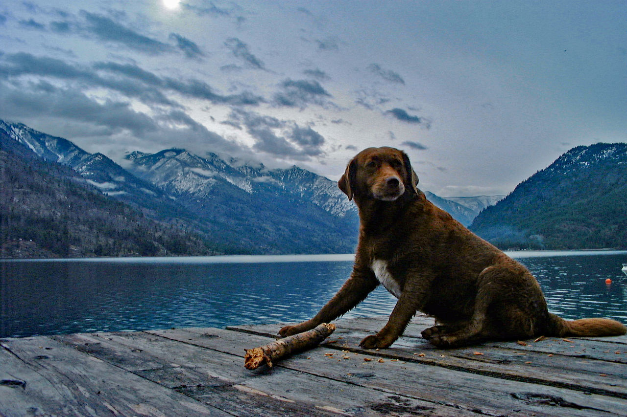 Dog on lake against mountain range