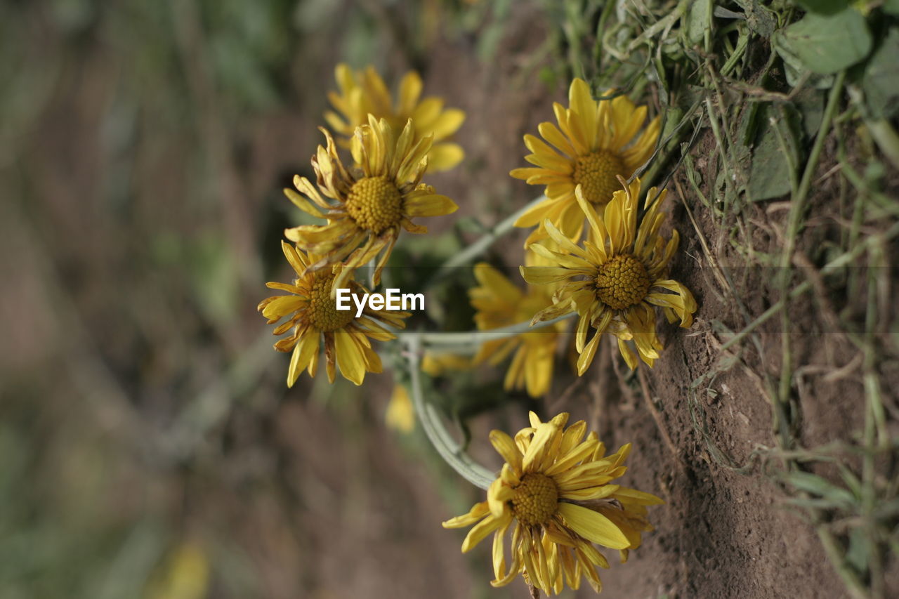 Close-up of yellow flowering plant