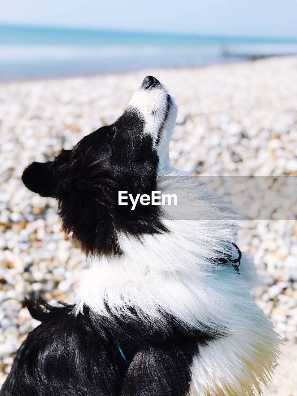 Close-up of a dog at beach