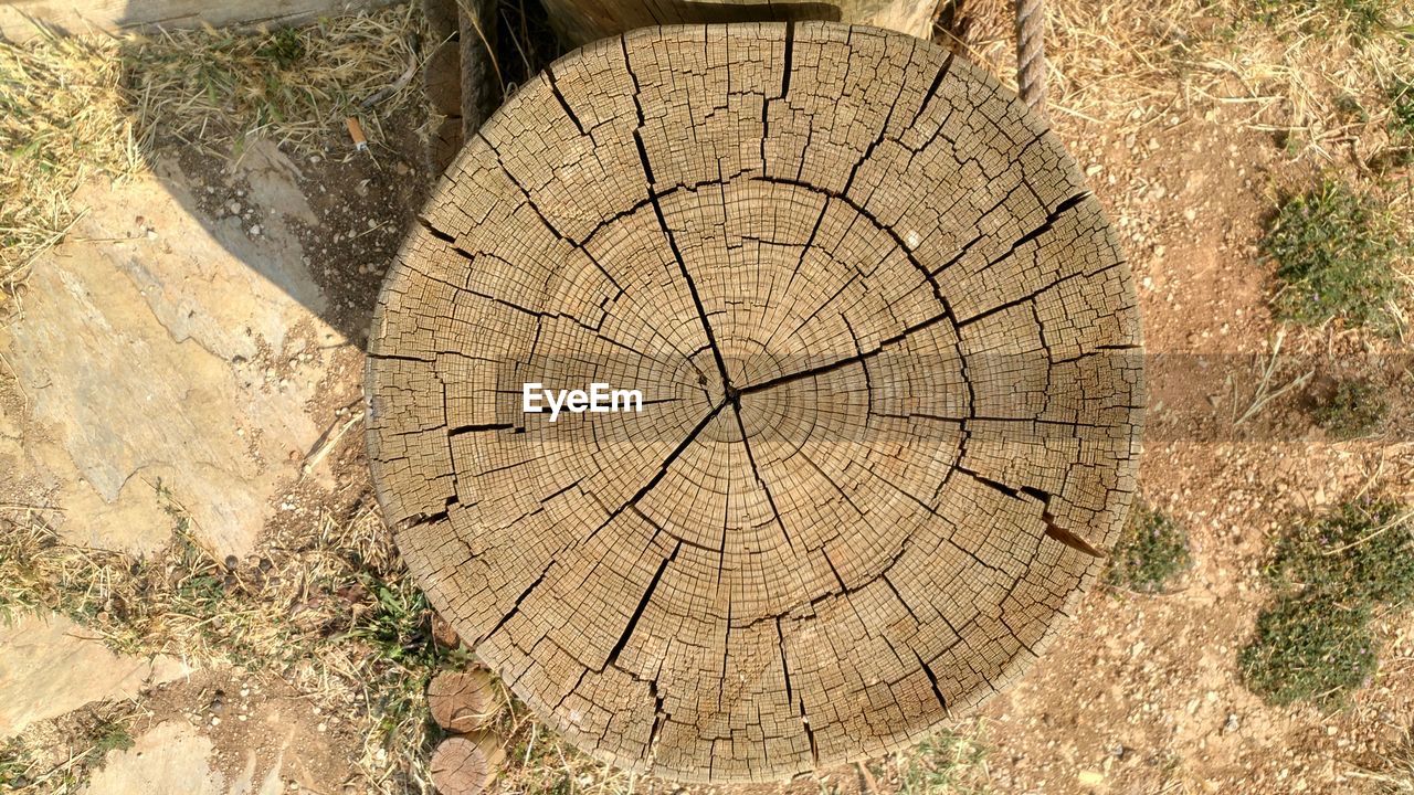 CLOSE-UP OF TREE STUMP ON FOREST