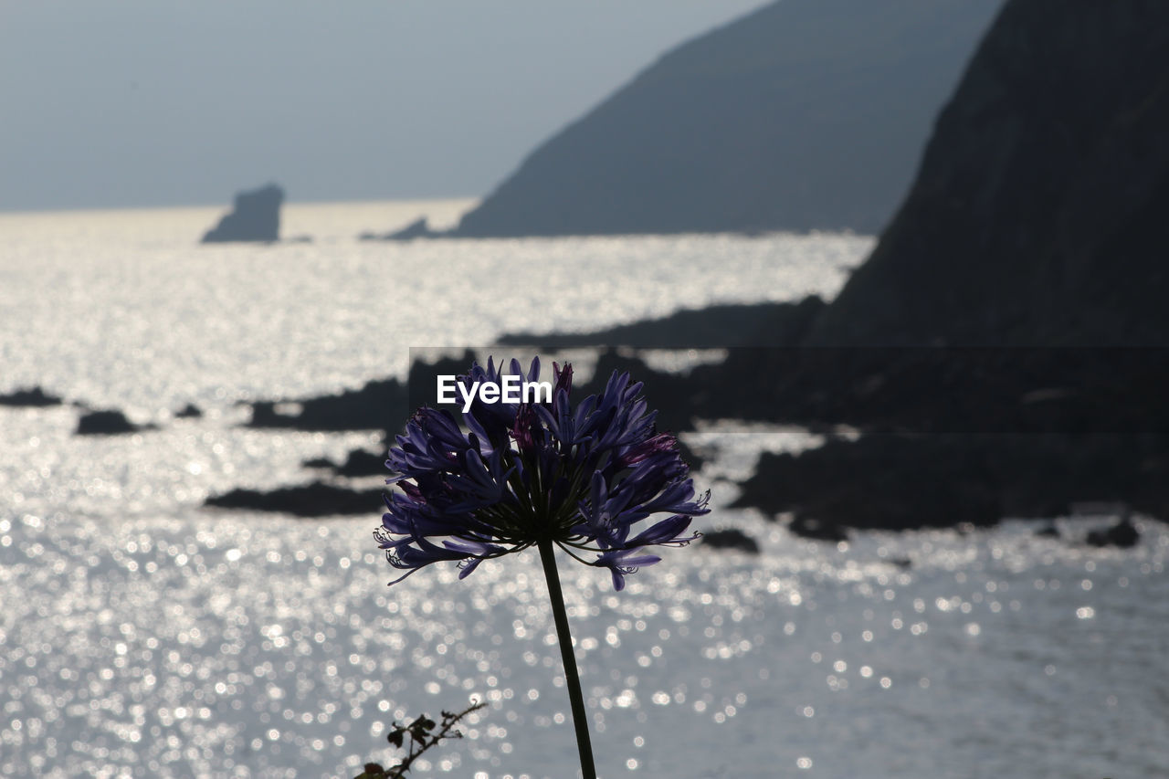 Purple Portwrinkle Cornwall Shimmer Flower Water On Eyeem