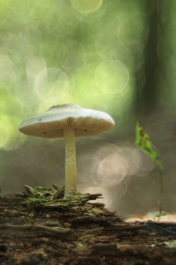 mushroom, fungus, vegetable, plant, growth, food, close-up, land, toadstool, nature, beauty in nature, forest, vulnerability, no people, day, fragility, tree, selective focus, freshness, outdoors, surface level