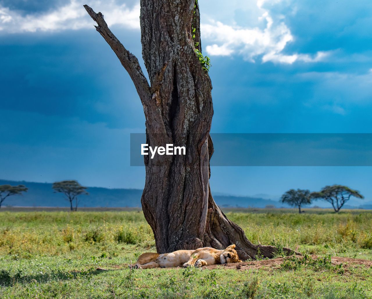 Lioness sleeping by tree on field against sky