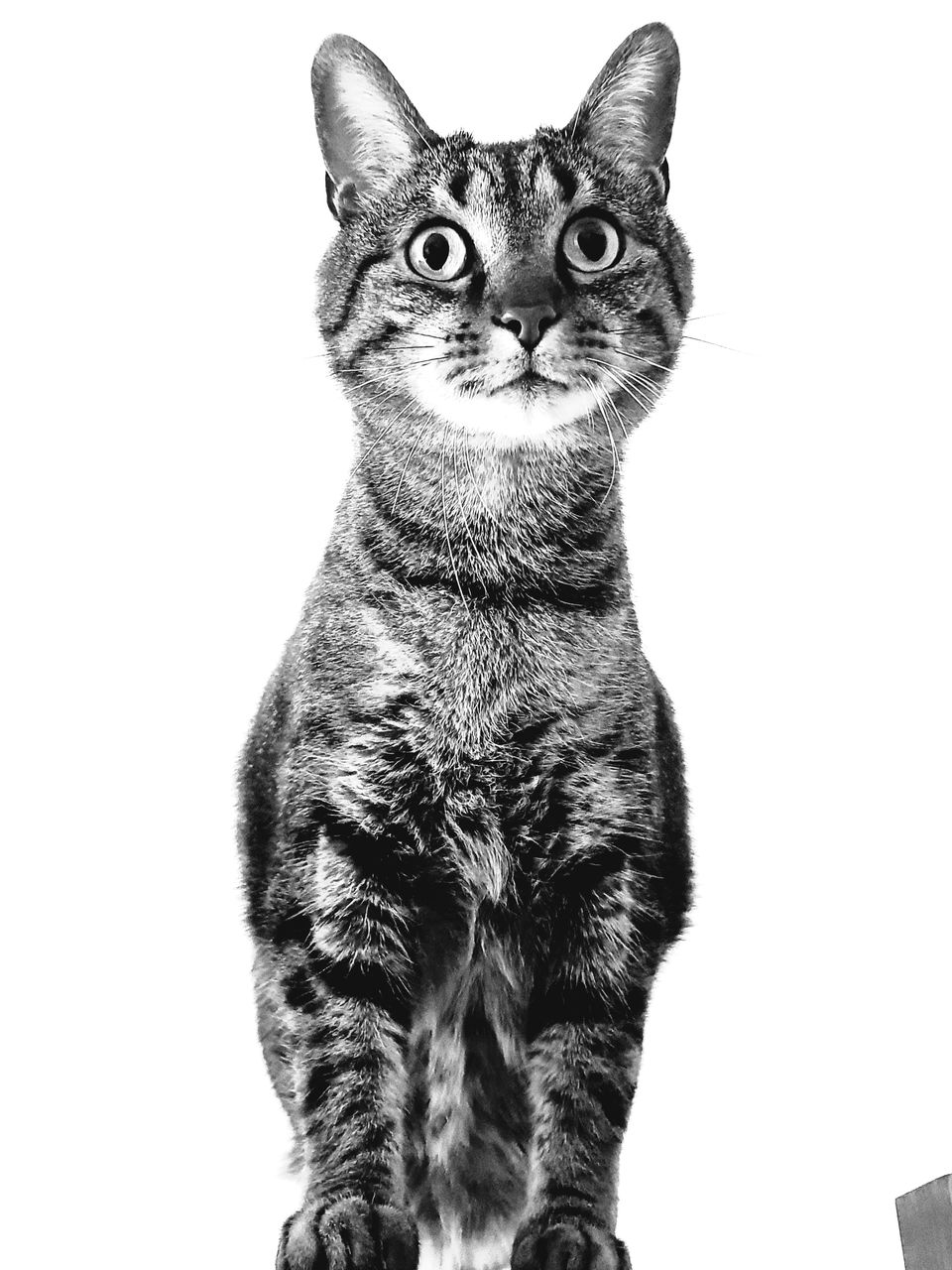 cat, animal, animal themes, mammal, pet, domestic animals, one animal, domestic cat, white background, feline, portrait, small to medium-sized cats, felidae, carnivore, black and white, cut out, looking at camera, studio shot, whiskers, no people, sitting, indoors, cute, looking