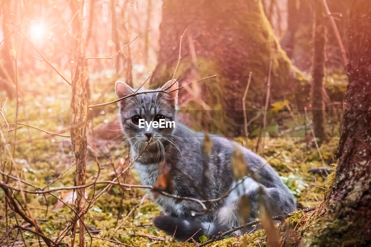 Portrait of cat in the garden 