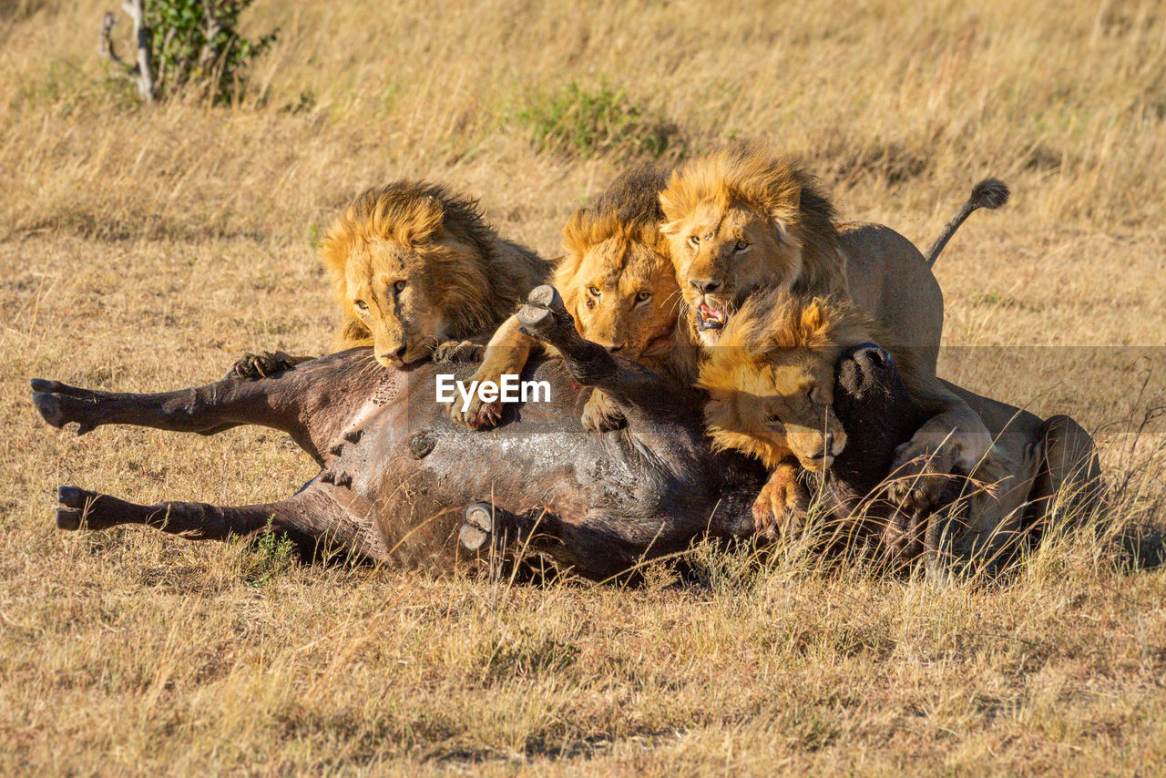 Four male lions feed on buffalo carcase