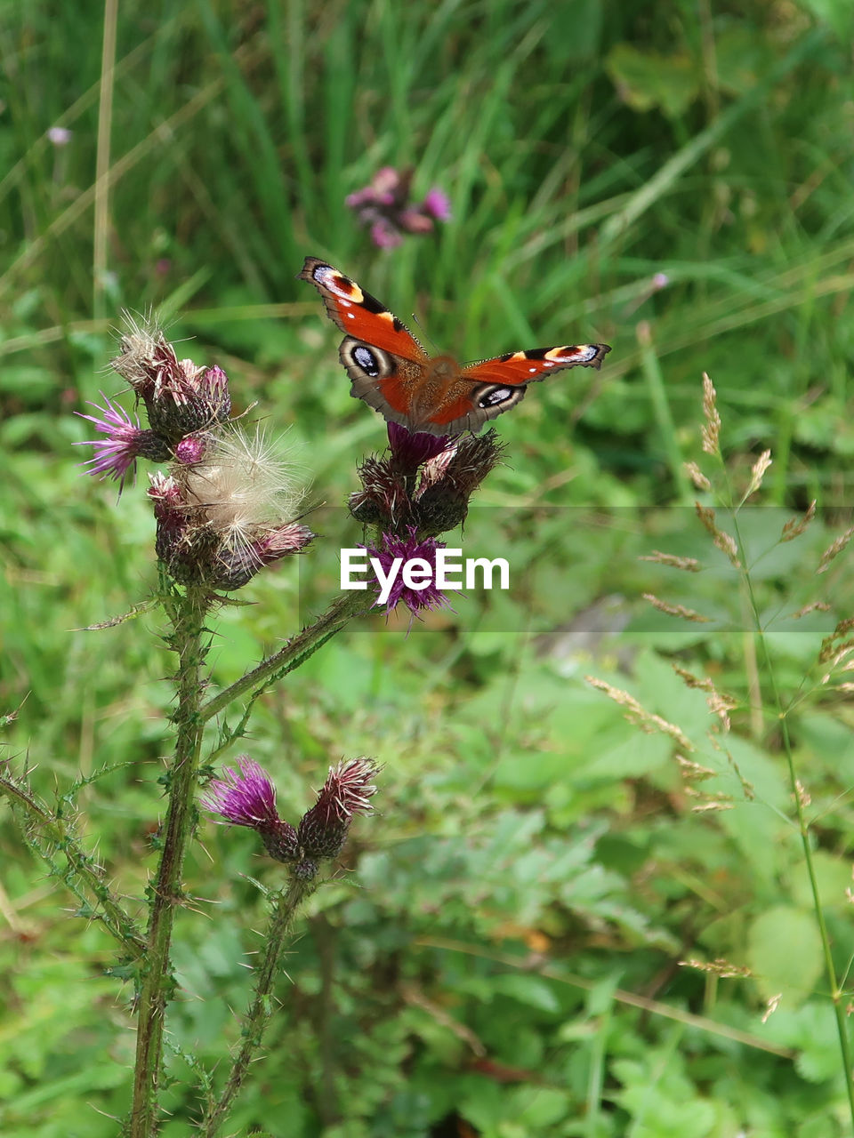 CLOSE-UP OF BUTTERFLY POLLINATING ON PURPLE FLOWERING PLANT