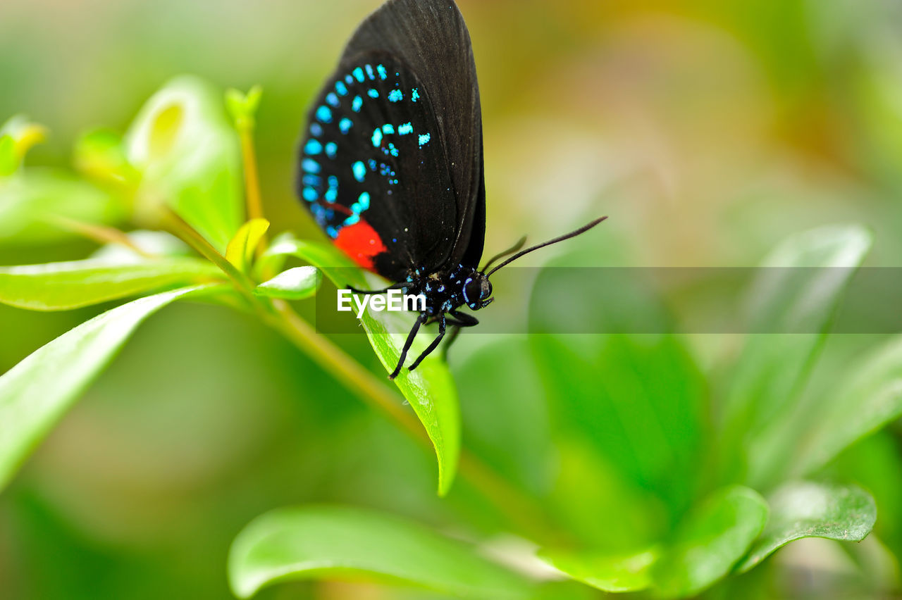 Insect Close Up Nature Leaf Butterfly Insect On Eyeem