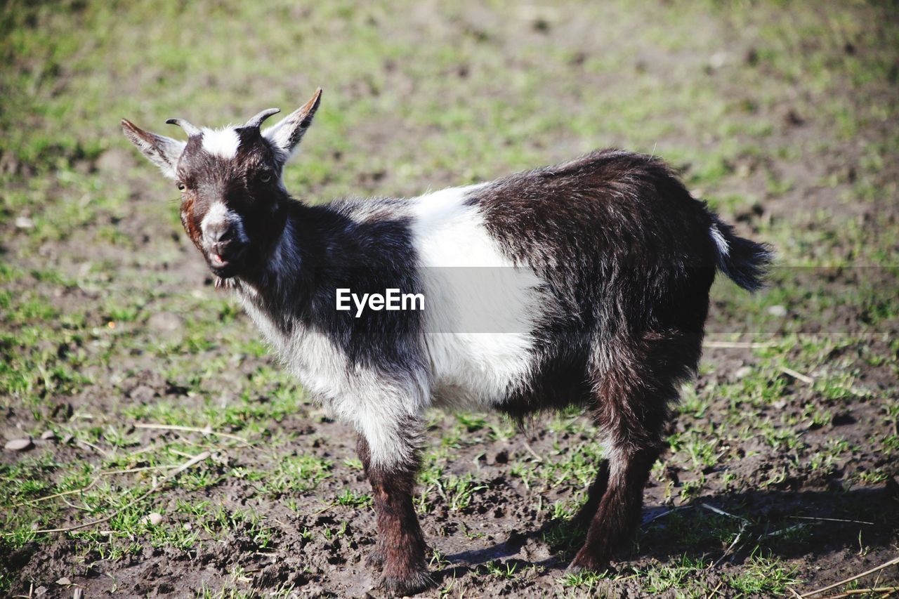A cheeky little goat