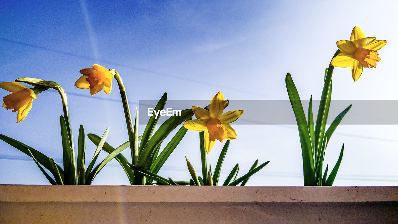 Low angle view of yellow daffodils blooming against sky