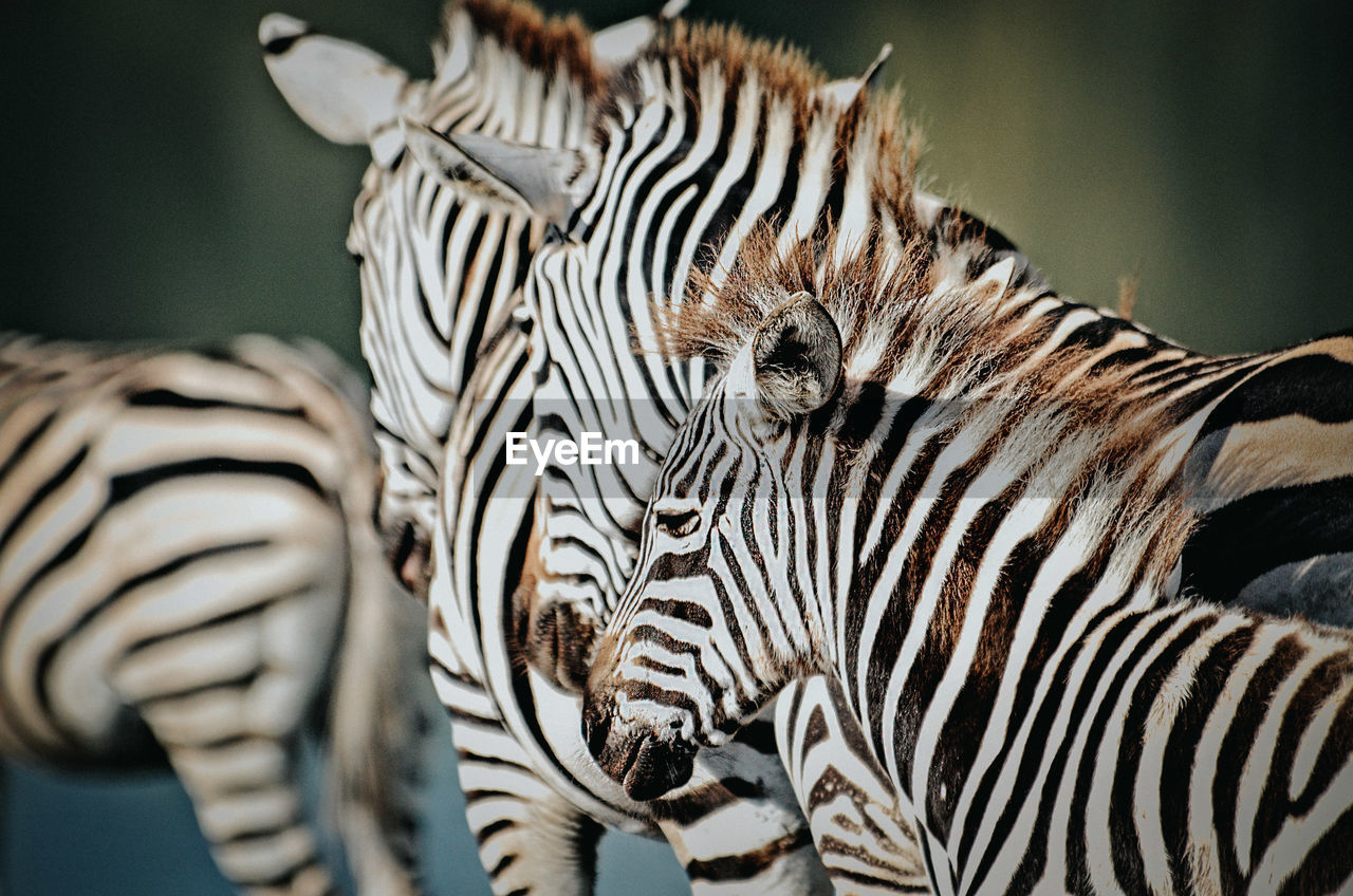 Close-up of zebras