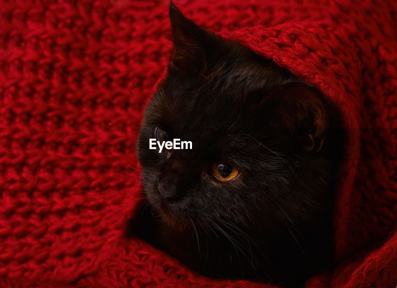 Young black cat with orange eyes lies under a red knitted blanket. . selective focus close up image.