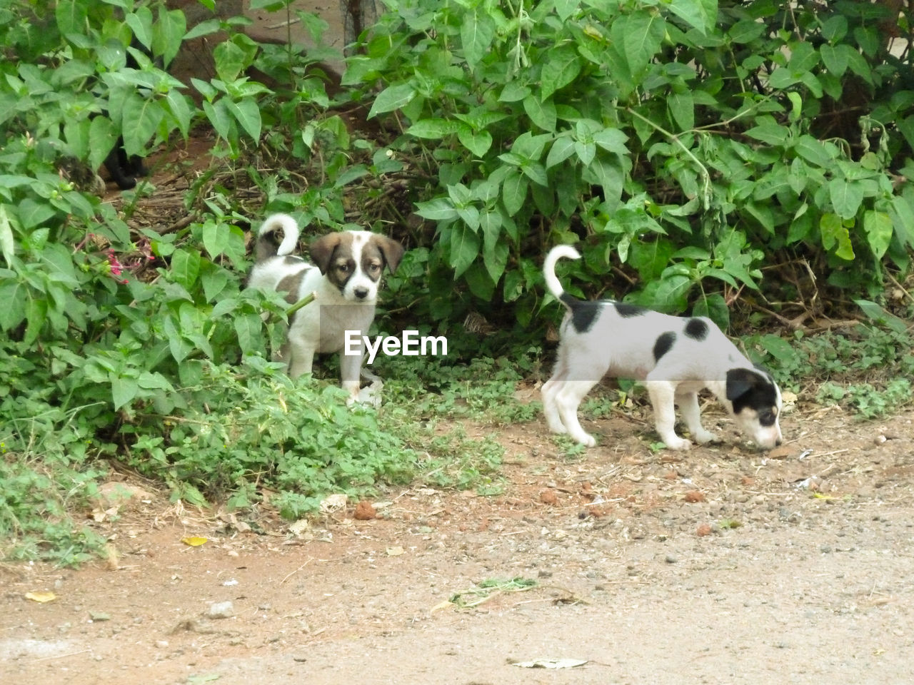 REAR VIEW OF A DOG