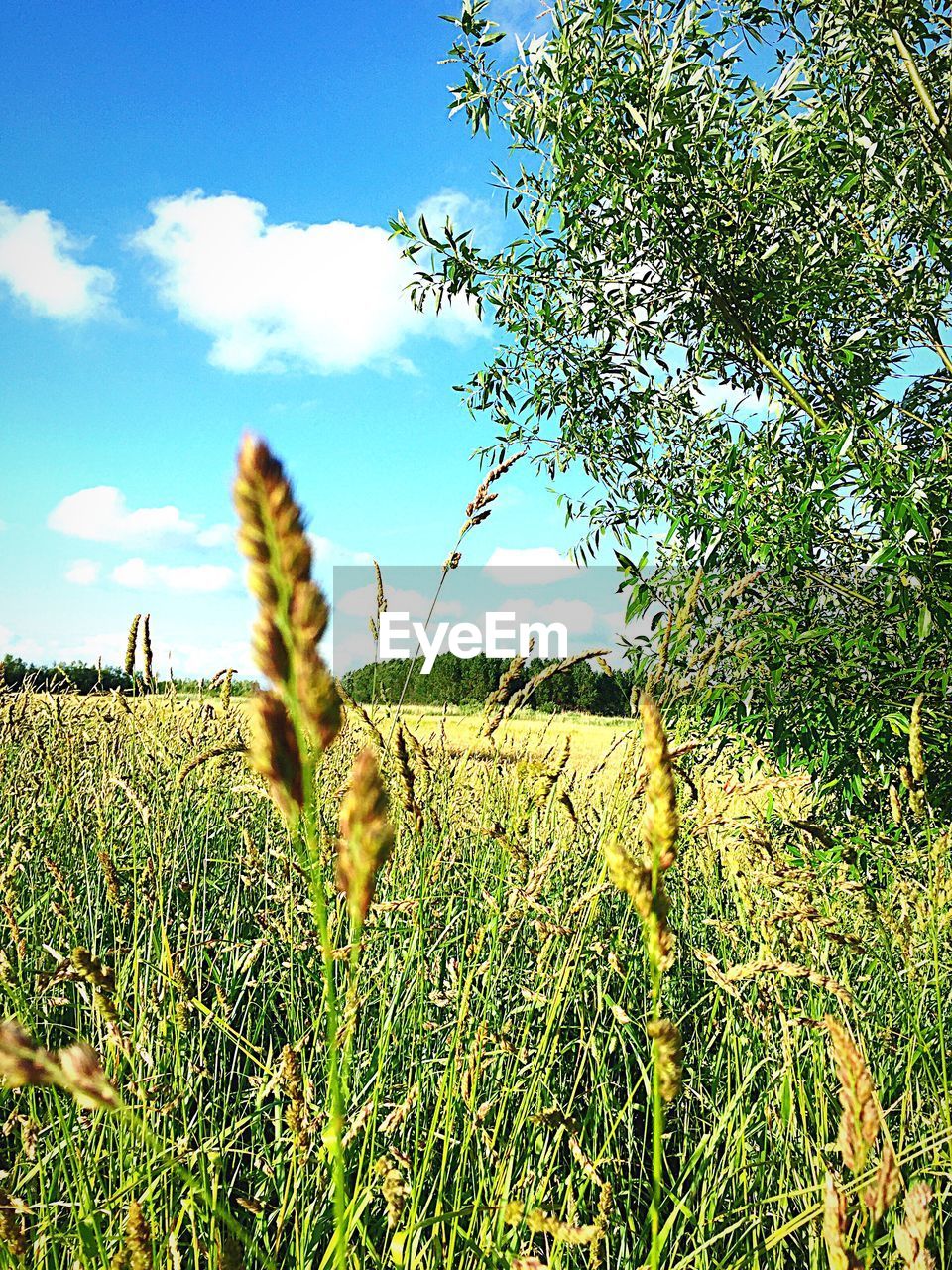 View of an animal on field | ID: 143156767