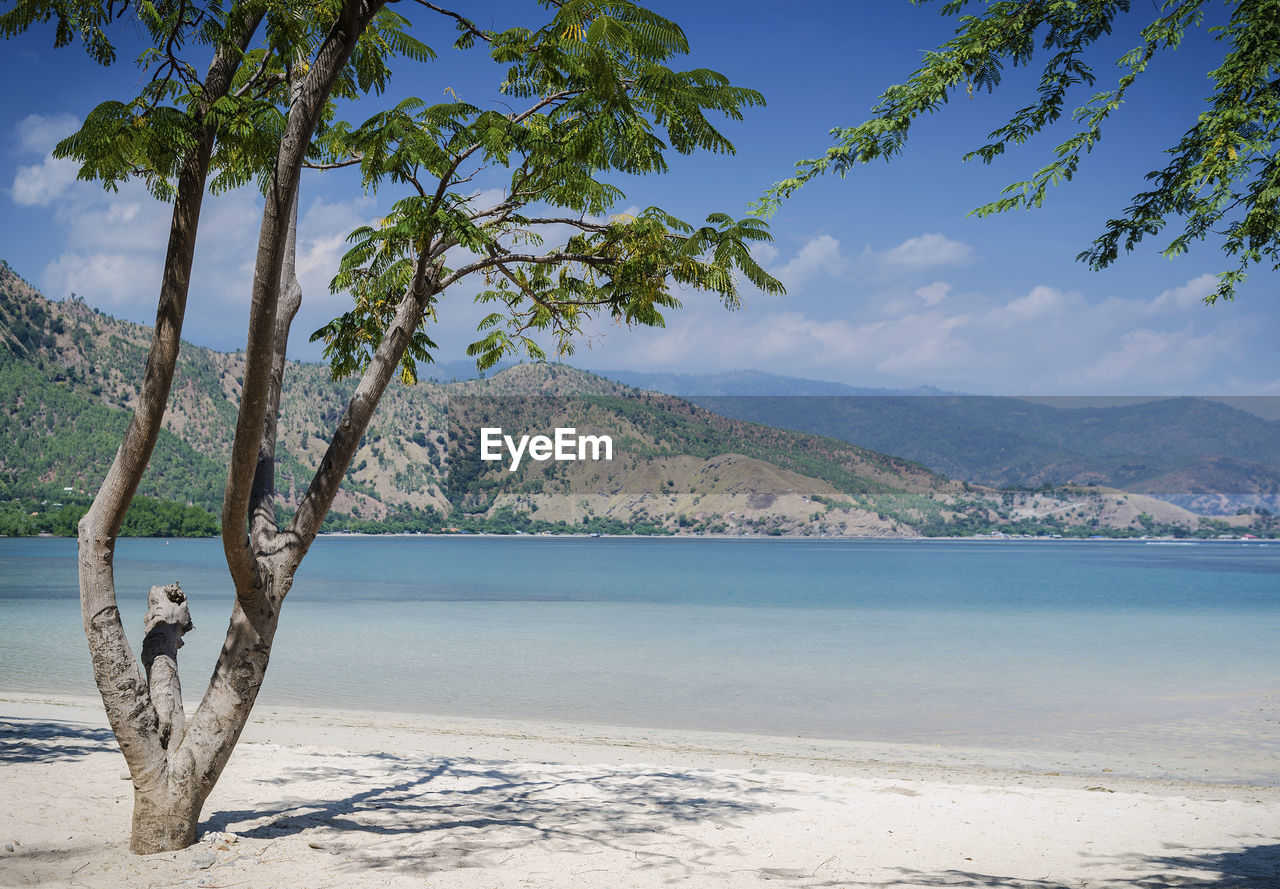 water, tree, body of water, land, scenics - nature, plant, beach, sea, nature, beauty in nature, sky, shore, tranquility, mountain, tranquil scene, environment, landscape, travel destinations, coast, travel, vacation, tropical climate, ocean, sand, no people, blue, palm tree, day, outdoors, idyllic, tourism, trip, island, sunlight, cloud, holiday, tropics, non-urban scene, tree trunk, trunk, bay, coastline, mountain range, sunny, relaxation