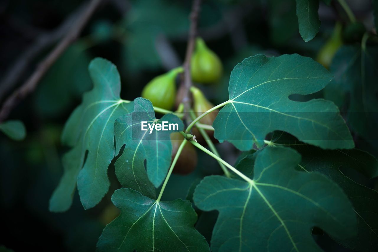 CLOSE-UP OF LEAVES