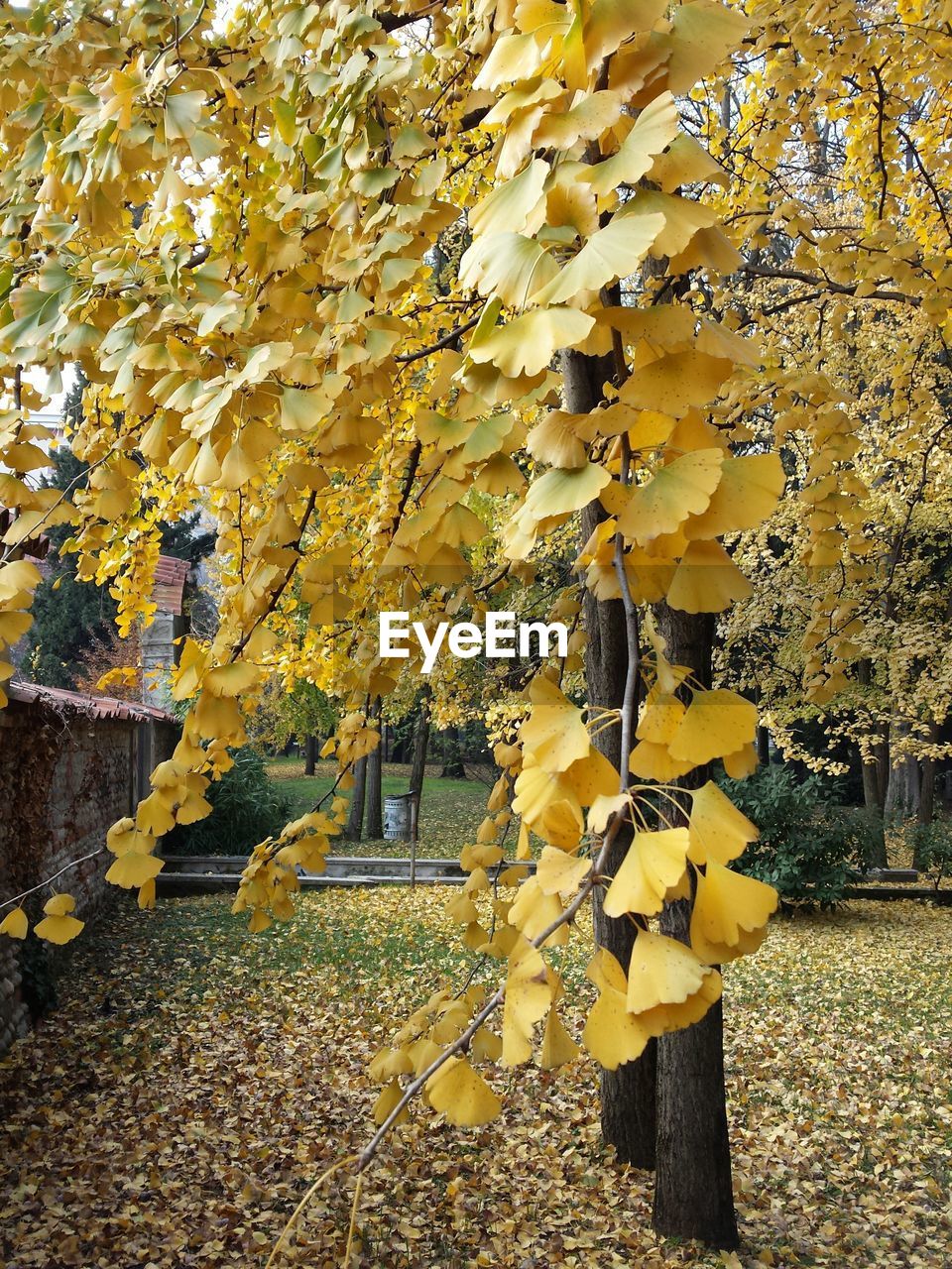 LEAVES ON TREE TRUNK