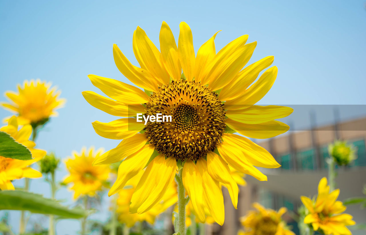 Close-up of yellow sunflower