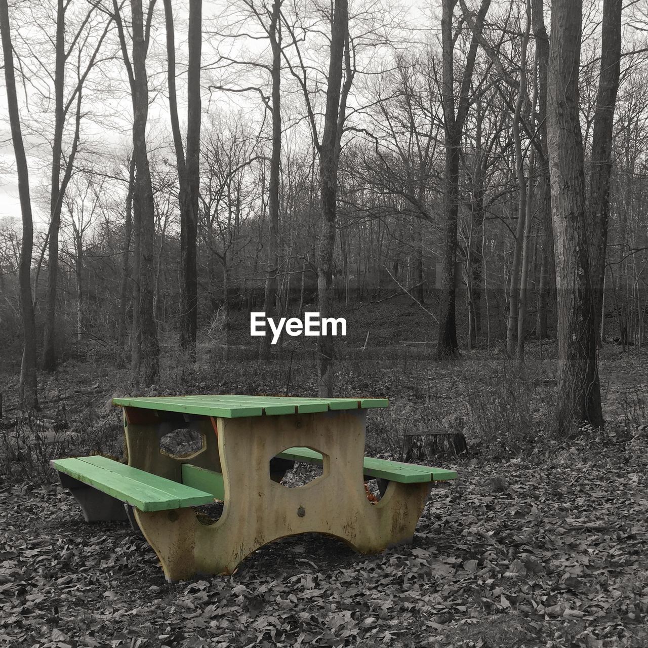 Table and bench on messy field against bare tree