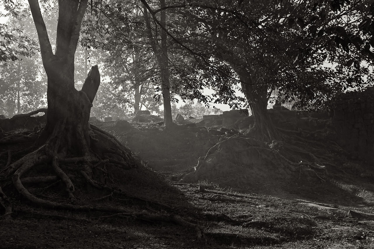 View of trees in forest