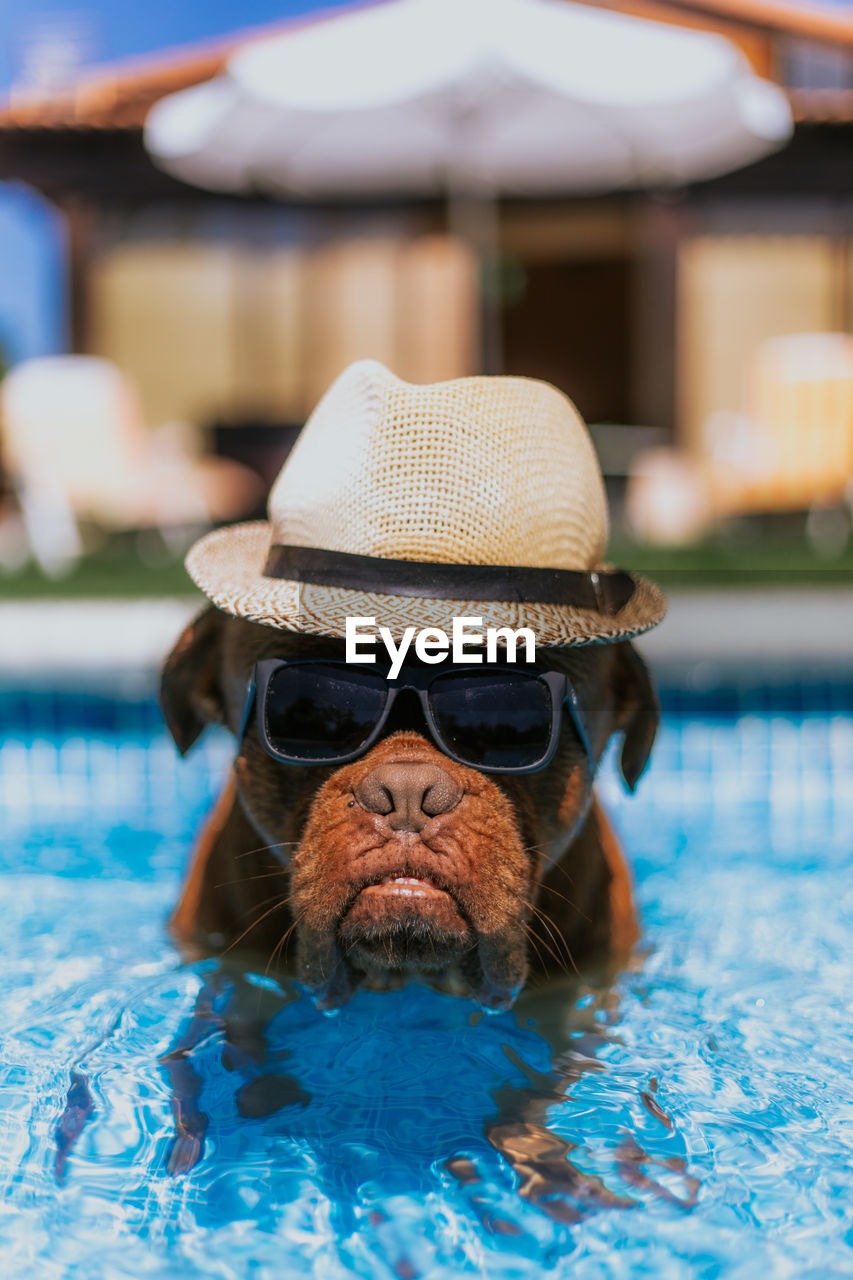 Funny big brown dog in straw hat and sunglasses looking at camera while swimming in pool