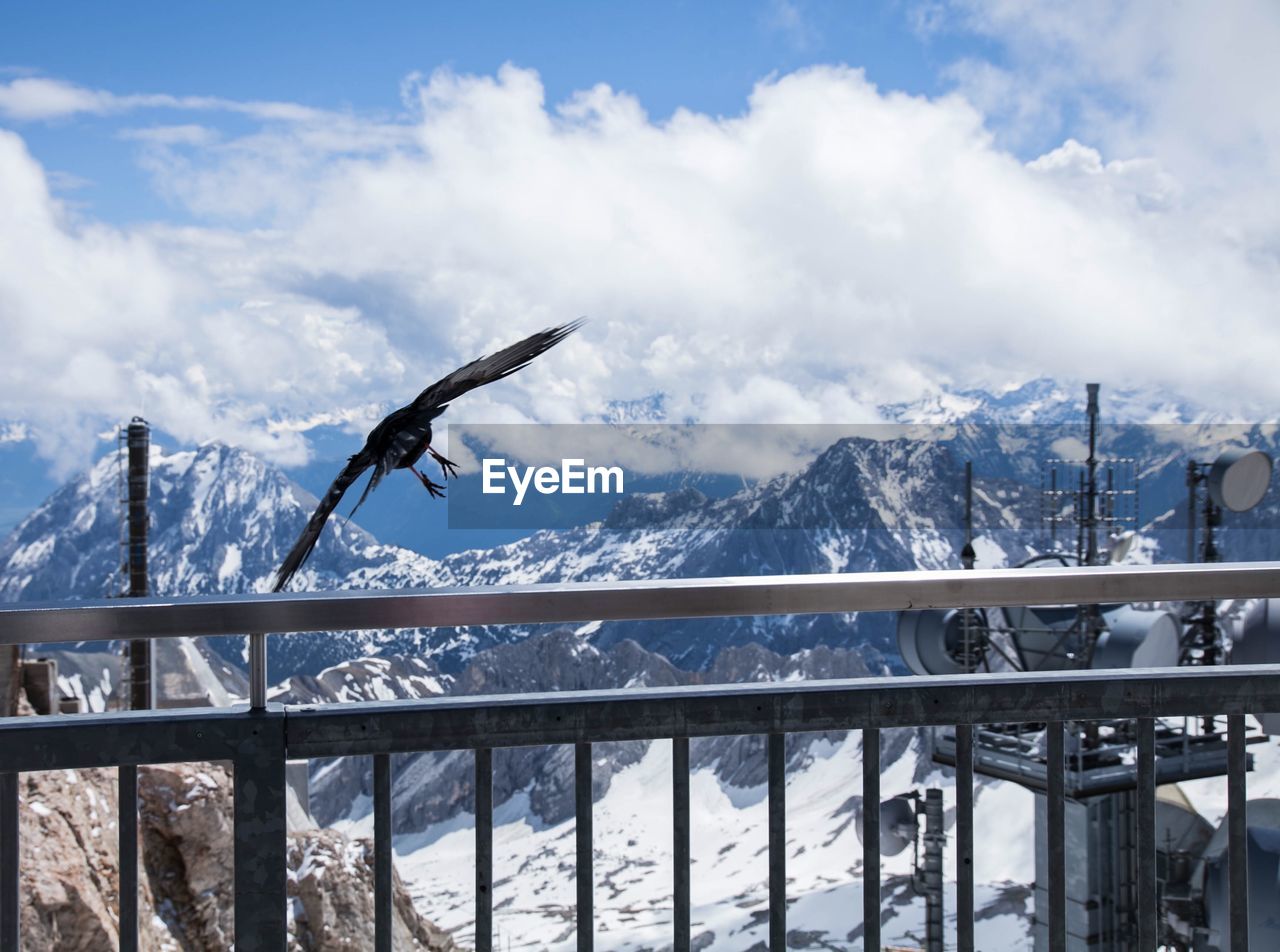 Bird flying over snowcapped mountains against sky