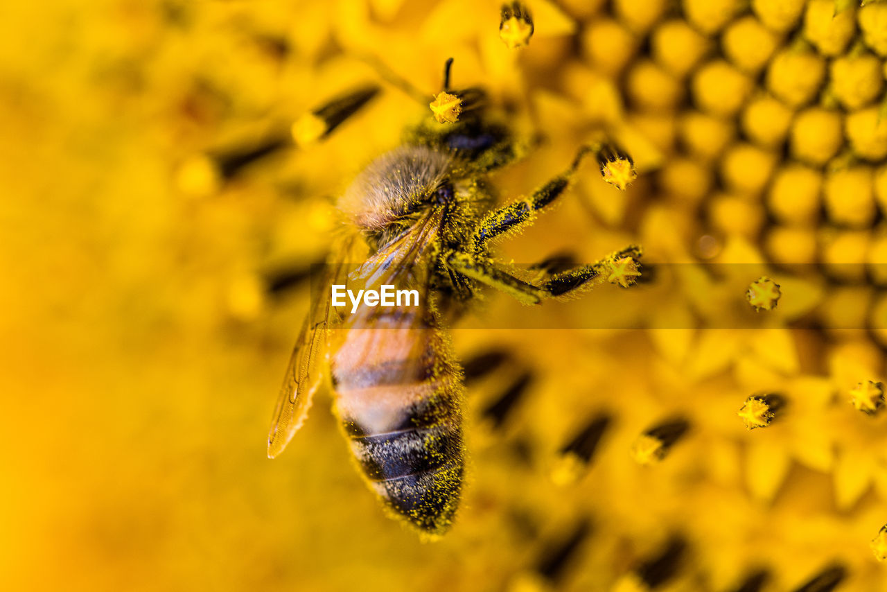 Close-up of bee pollinating on flower