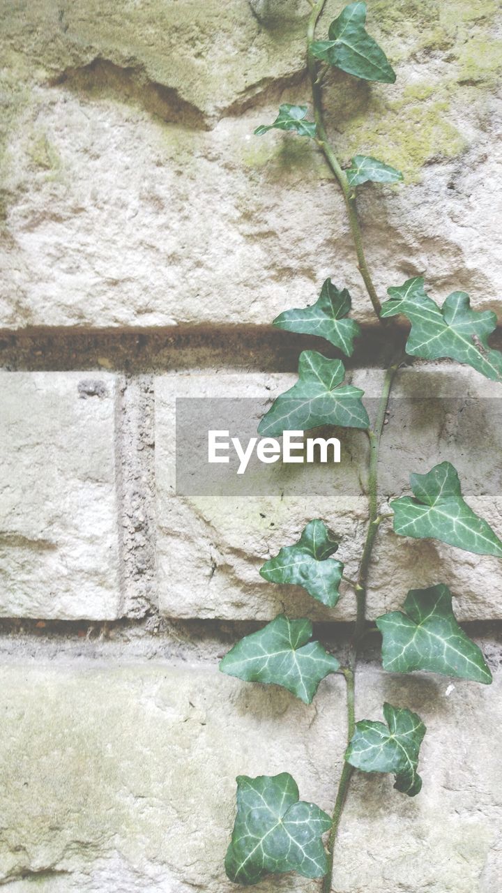 PLANT GROWING BY WALL