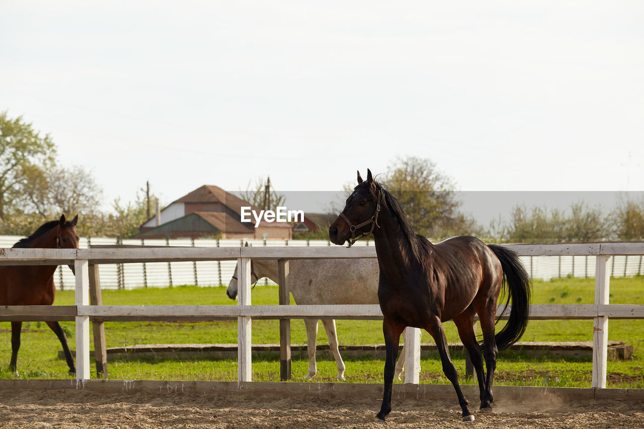 Young dark chestnut stallion walks in the paddock in summer