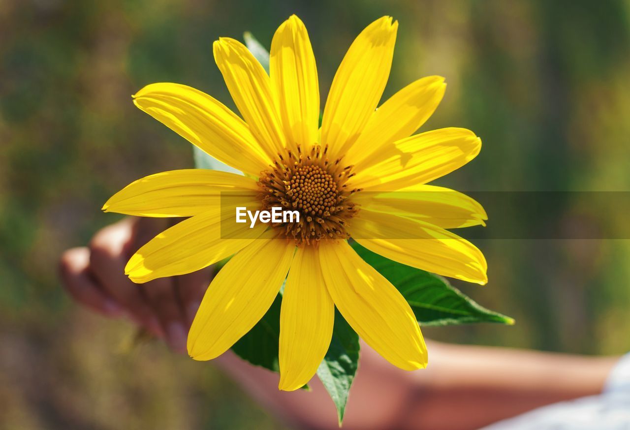 Close-up of yellow flower