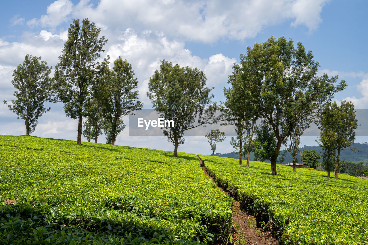 Panoramic image of rural landscape with tea fields, uganda