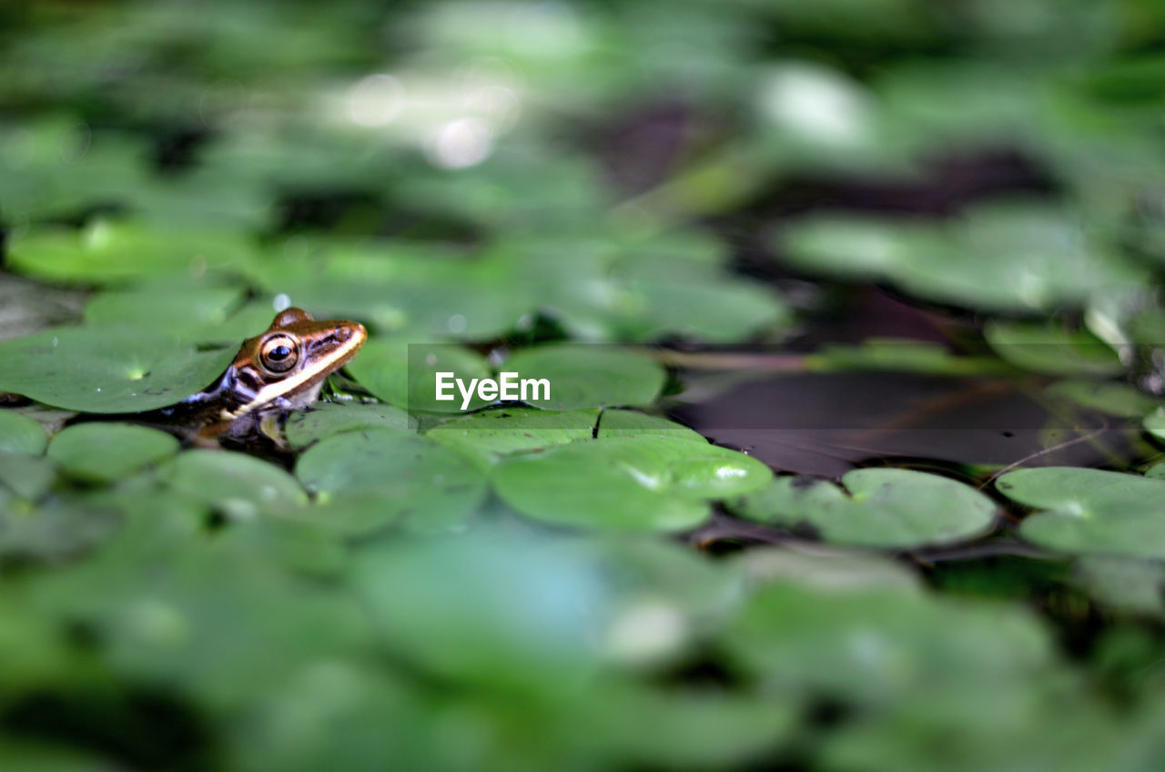 CLOSE-UP OF FROG ON LEAF FLOATING ON WATER