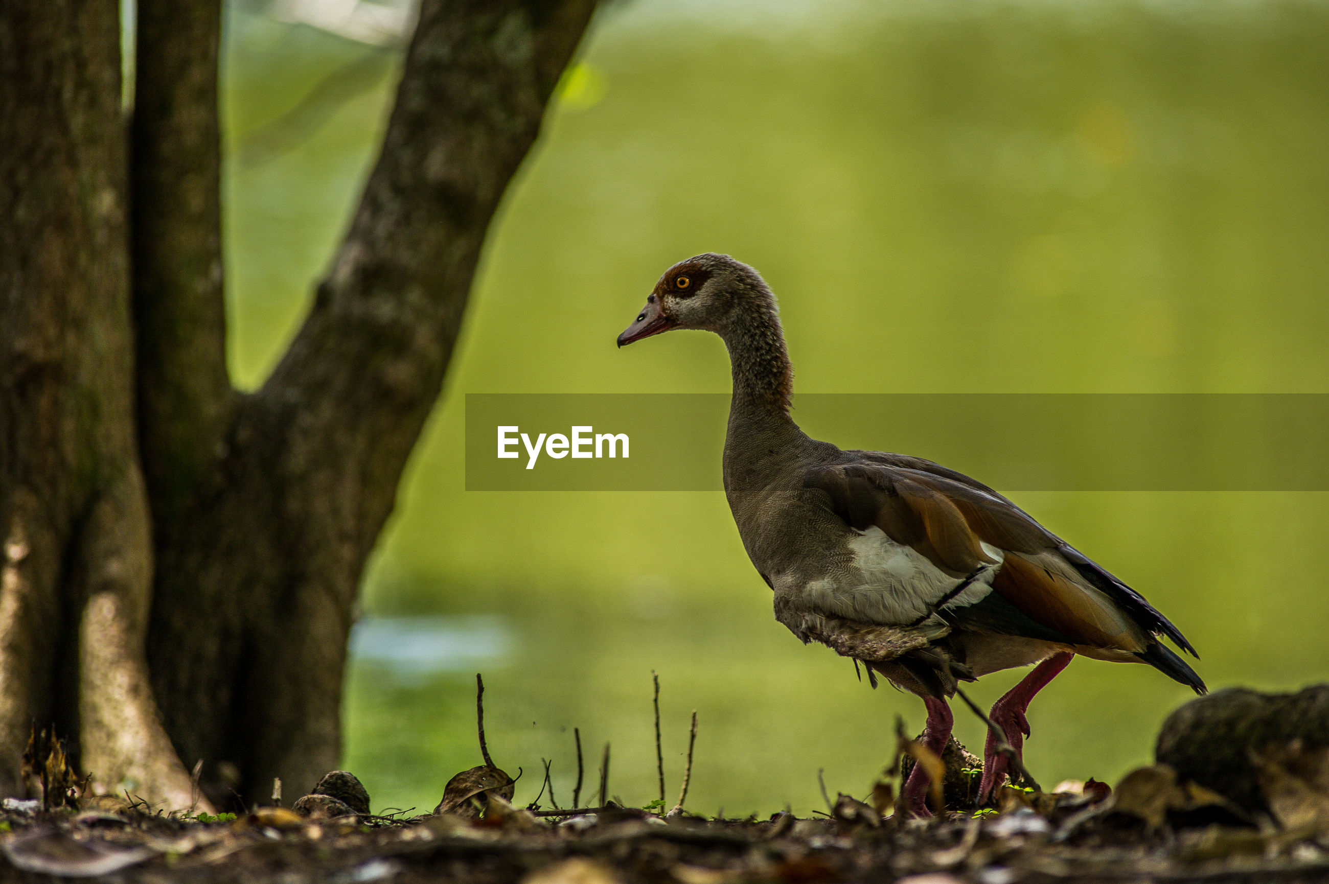 View of bird perching on tree ID 157315074