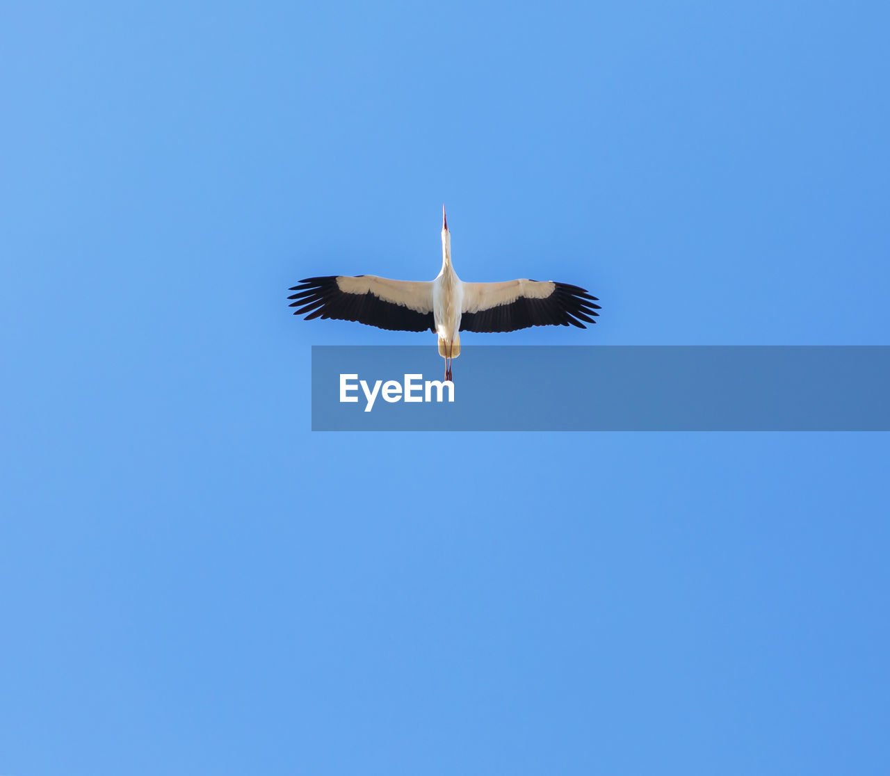 LOW ANGLE VIEW OF SEAGULL FLYING