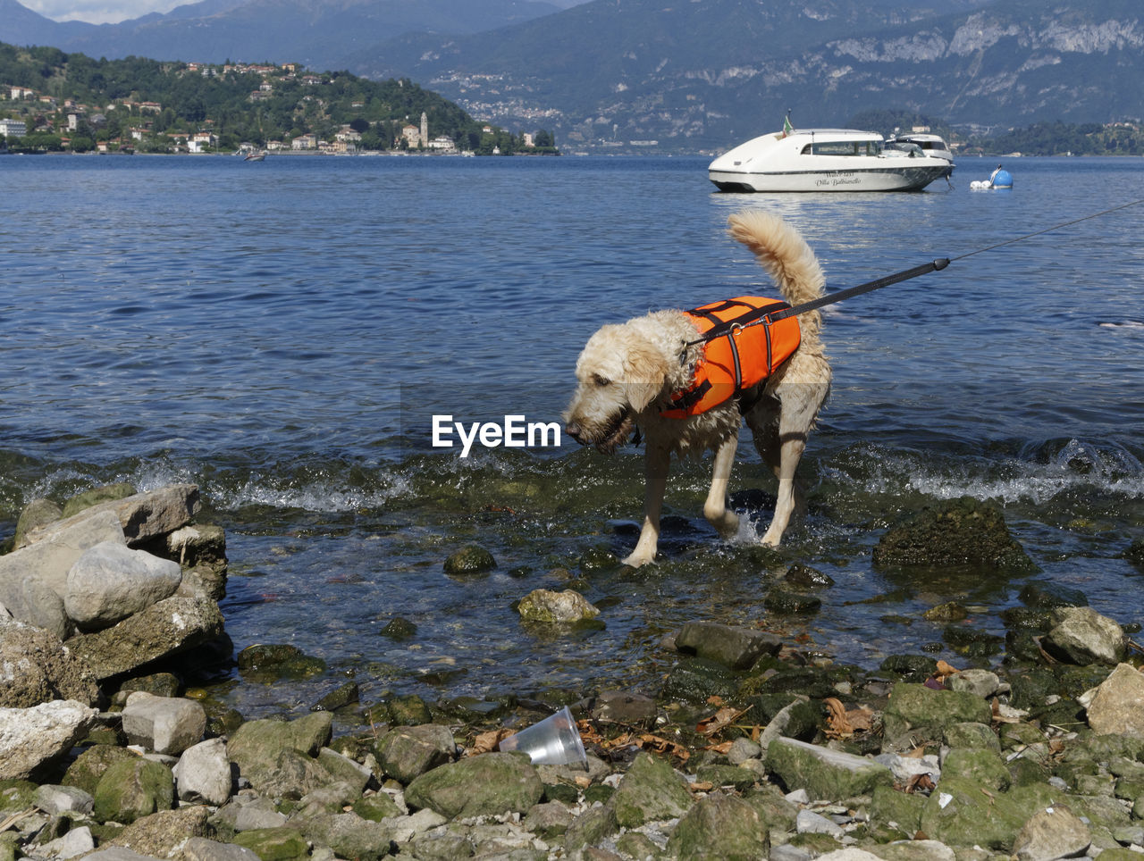 Dog wearing life jacket by beach
