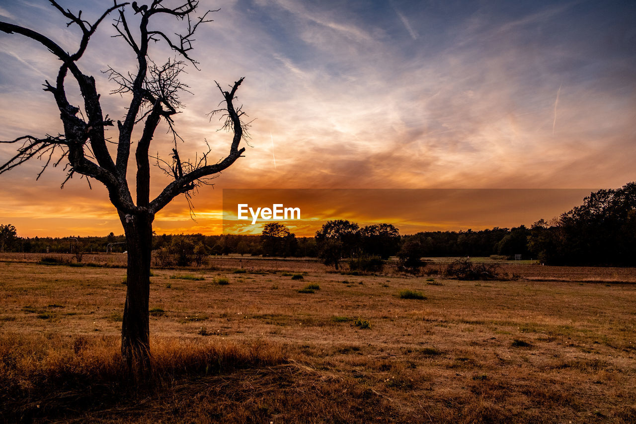 Silhouette bare trees on field against sky during sunset