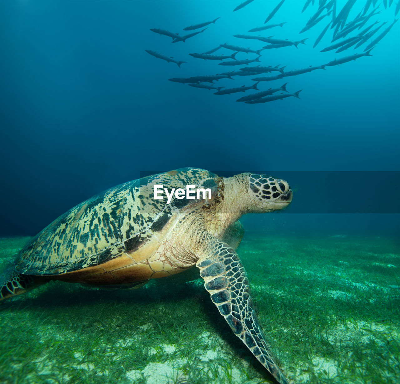 TURTLE SWIMMING IN SEA AGAINST BLUE SKY