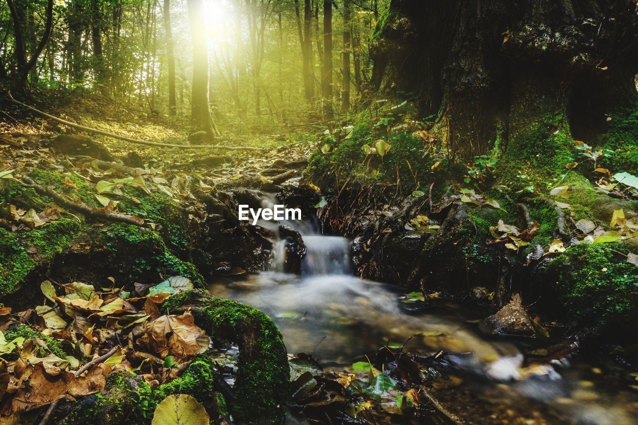 STREAM FLOWING IN FOREST