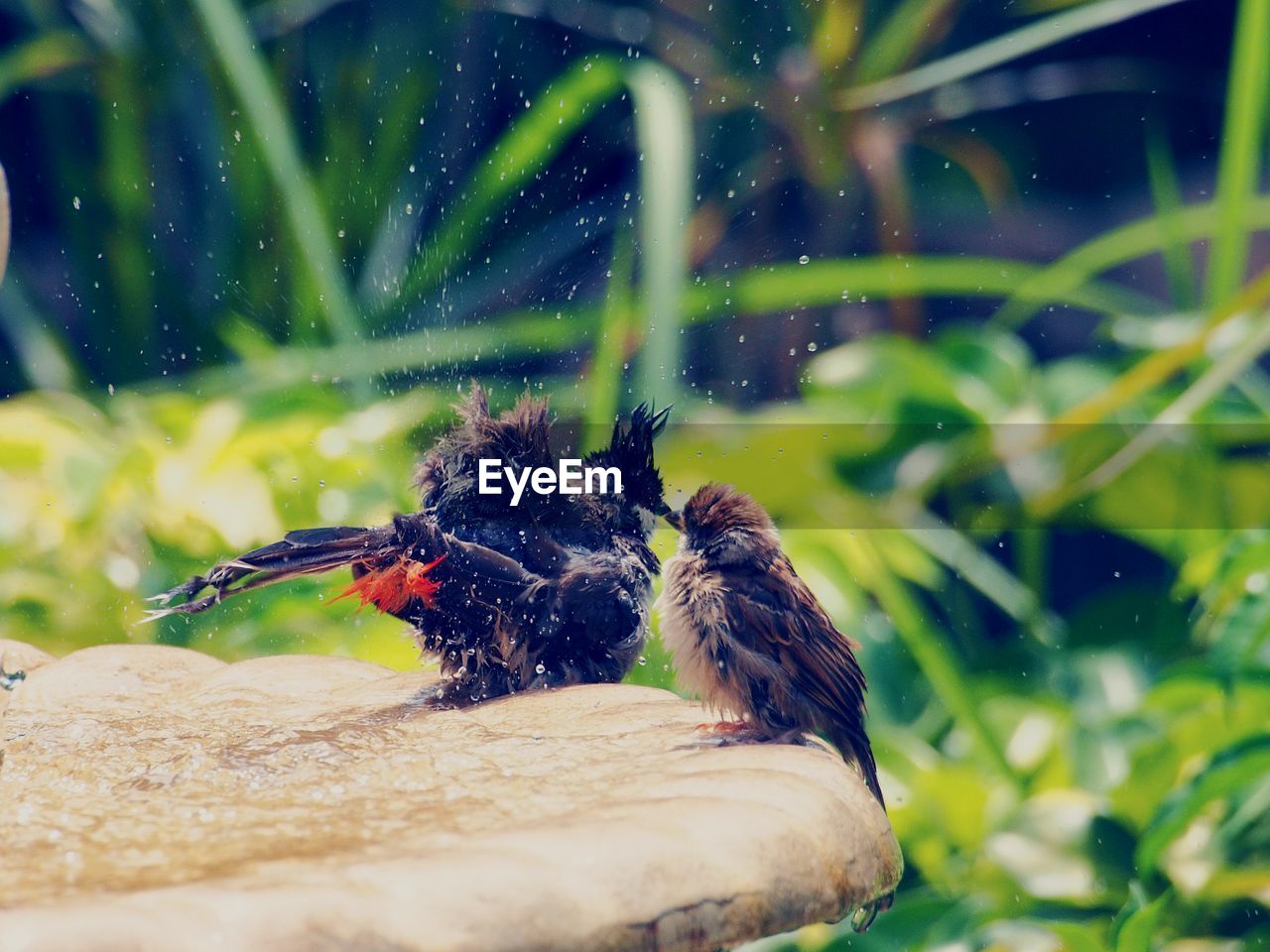 Two birds on fountain in park