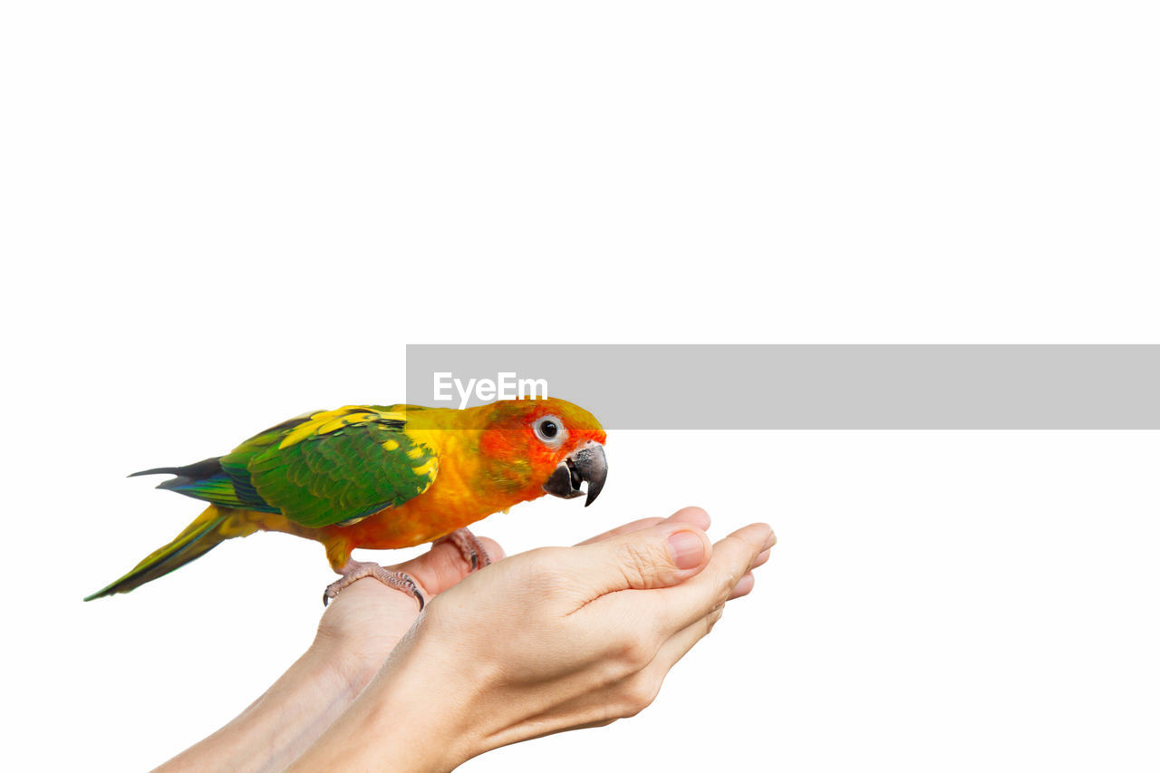 CROPPED IMAGE OF HAND FEEDING PARROT