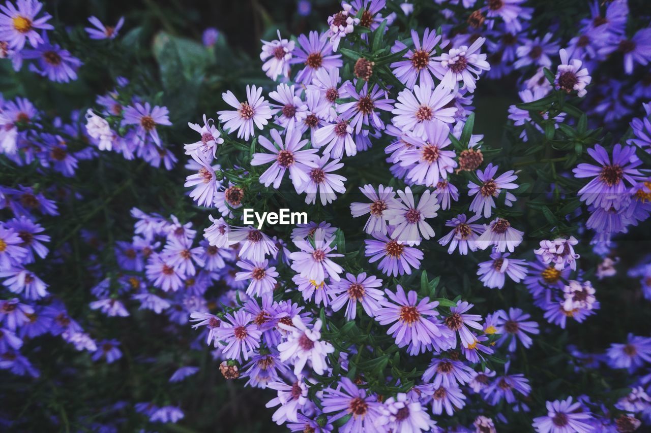 PURPLE FLOWERS BLOOMING OUTDOORS